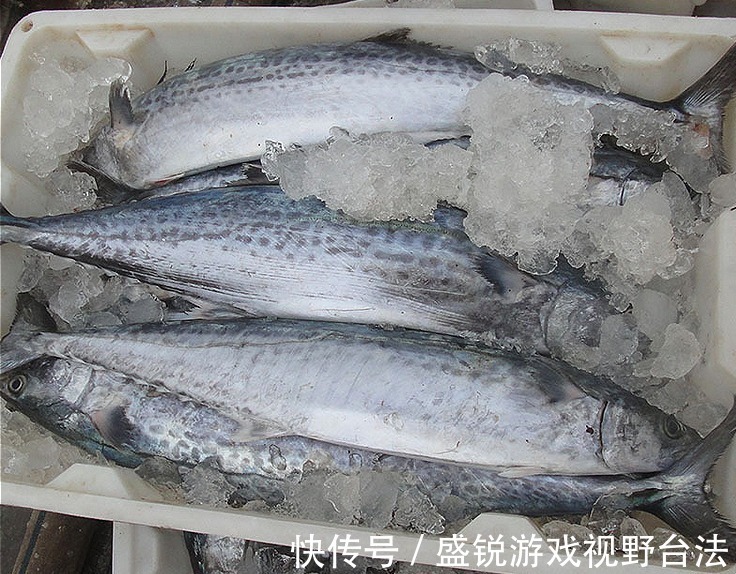 海鱼|秋天,有钱没钱,5种海鱼记得给孩子吃,富含DHA,孩子头脑更聪明!