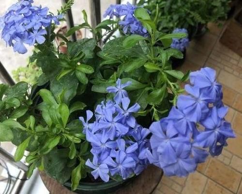 家庭养花：如何做好土壤结块的“防”和“治”？