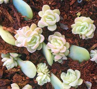 叶插多肉不出芽?掌握几个要点,出芽率高达90%以上!