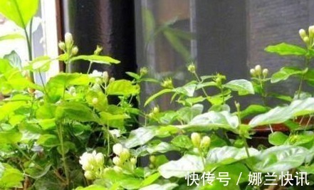 仙人掌|5种花都可“当药用”，养一盆，需要摘一点，再不怕有“小毛病”