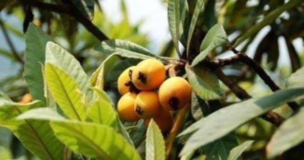 关节|枸杞用2周，肩膀不痛了，颈椎病也不见，成本仅仅不到3块钱