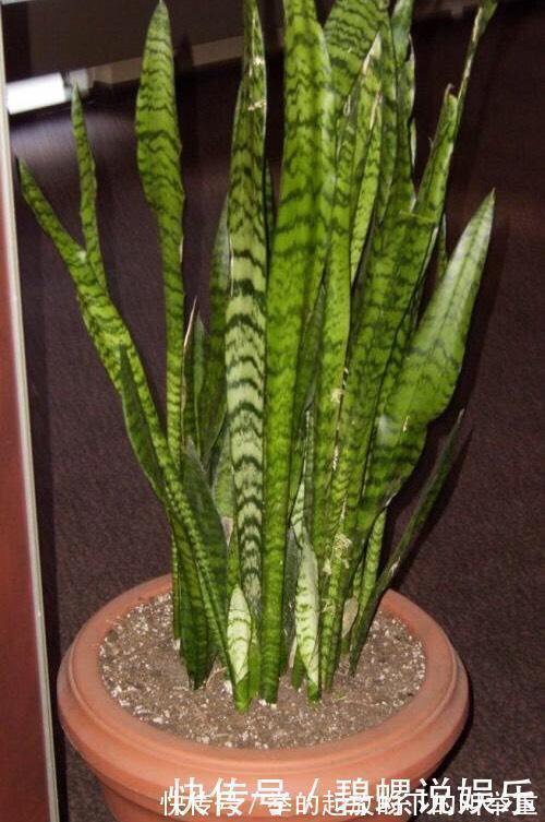 虎皮兰施什么肥2种东西丢盆里，一年不用施肥，叶厚油绿新芽多