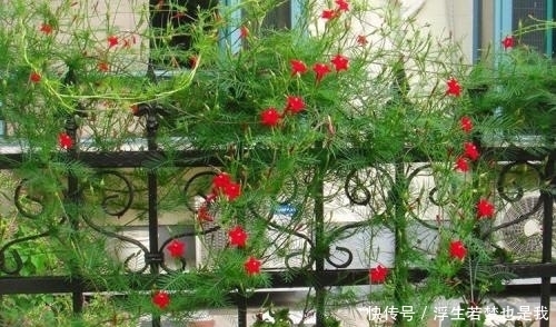 牵牛花|有院子可养“4种”皮实耐热的花，自播能力强，开成一片浪漫花海