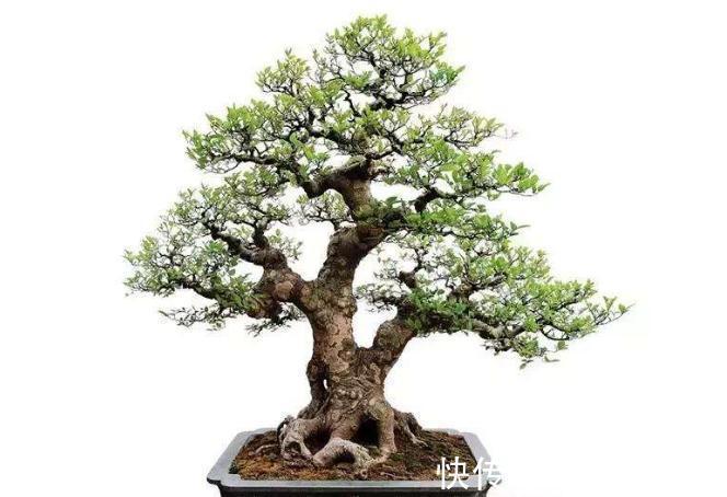 朴树|朴树肥水管理做好此几点,几个注意事项,枝繁叶绿