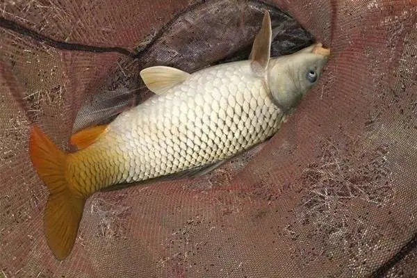 鲤鱼这钓法,我用了30年,每次渔获几十斤!