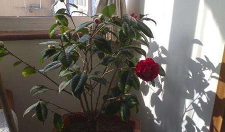 养“茶花盆栽”，“长势”瘦弱不饱满，做好5个方面，枝多花也多