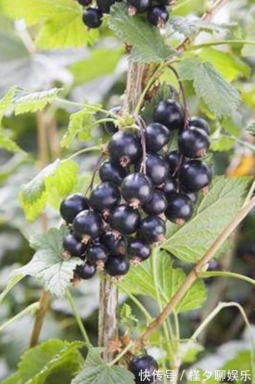 手脚冰凉|女性晚上当零食吃,坚持半月,色斑淡了,皱纹没了,远离手脚冰凉