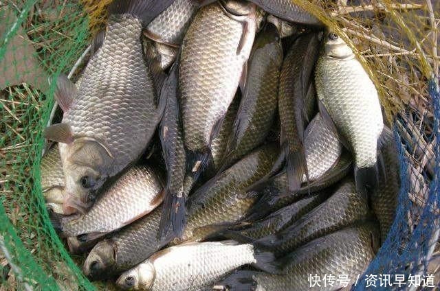 鲫鱼最爱吃的饵料不在渔具店，而在菜市场，这三样东西混合就可以