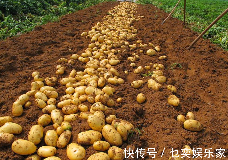 夏天热,土豆买多了,不要放冰箱!教你农村土方法,放半年不发芽