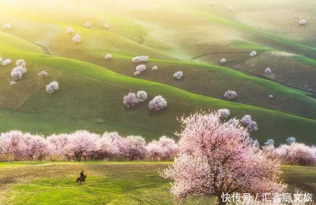 老年|在新疆伊犁杏花香雪里,等待杏花微雨中遇见你,从此一眼千年