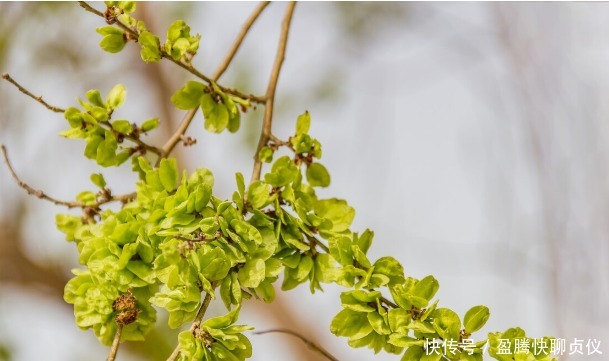 春天里最好吃的9种野菜,再不吃,过了这个月,就要等一年才能有