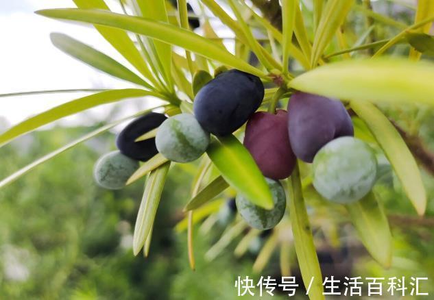栽种|院子里有空地要种三种树,没空地挤挤也要种,寓意深远