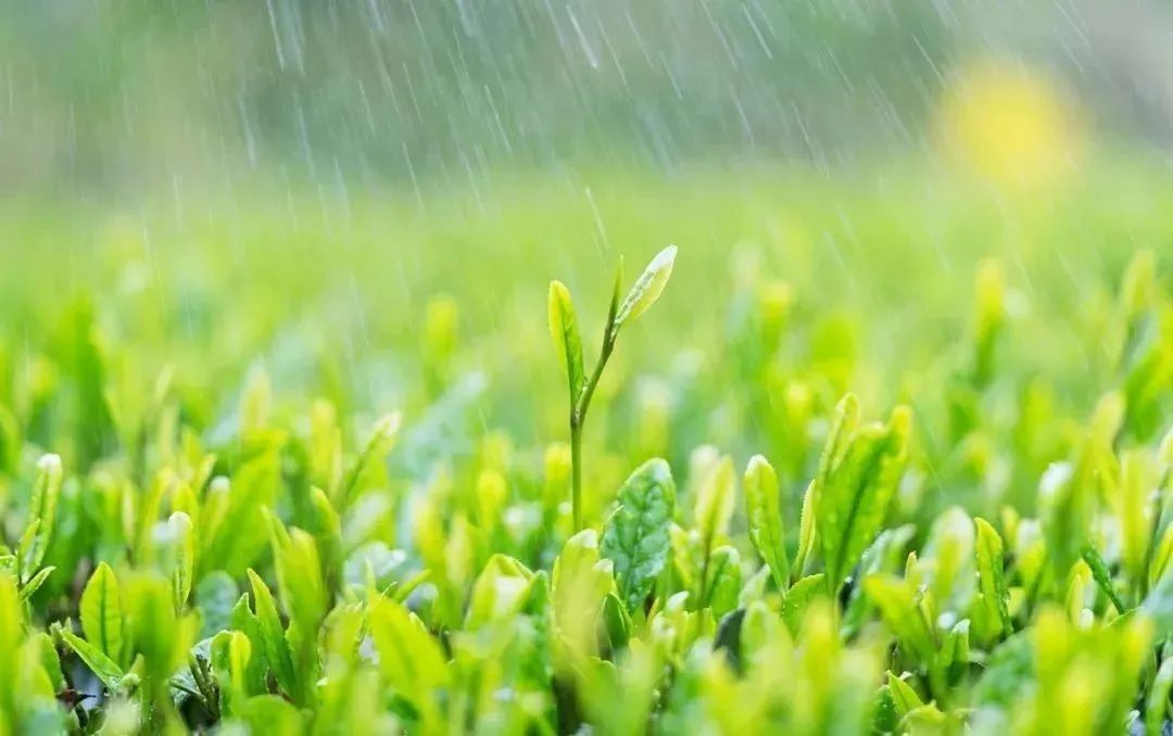 临安春雨初霁|今日雨水｜雨水无声润万物 人间安暖又逢春