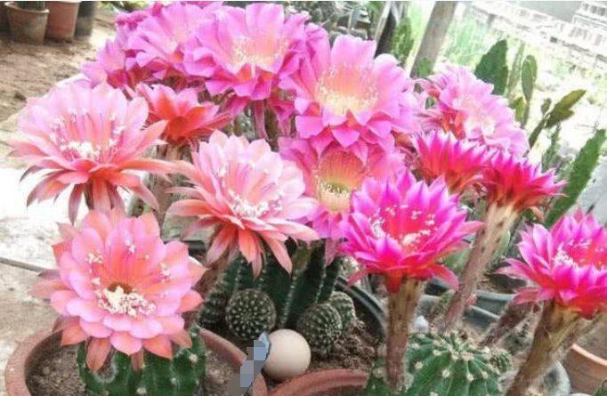 5种花很好养,耐热耐晒更耐旱,一养就上瘾