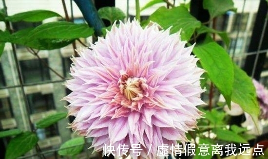 铁线莲中最漂亮的就和品种，有一种就美翻了小院！不要错过！