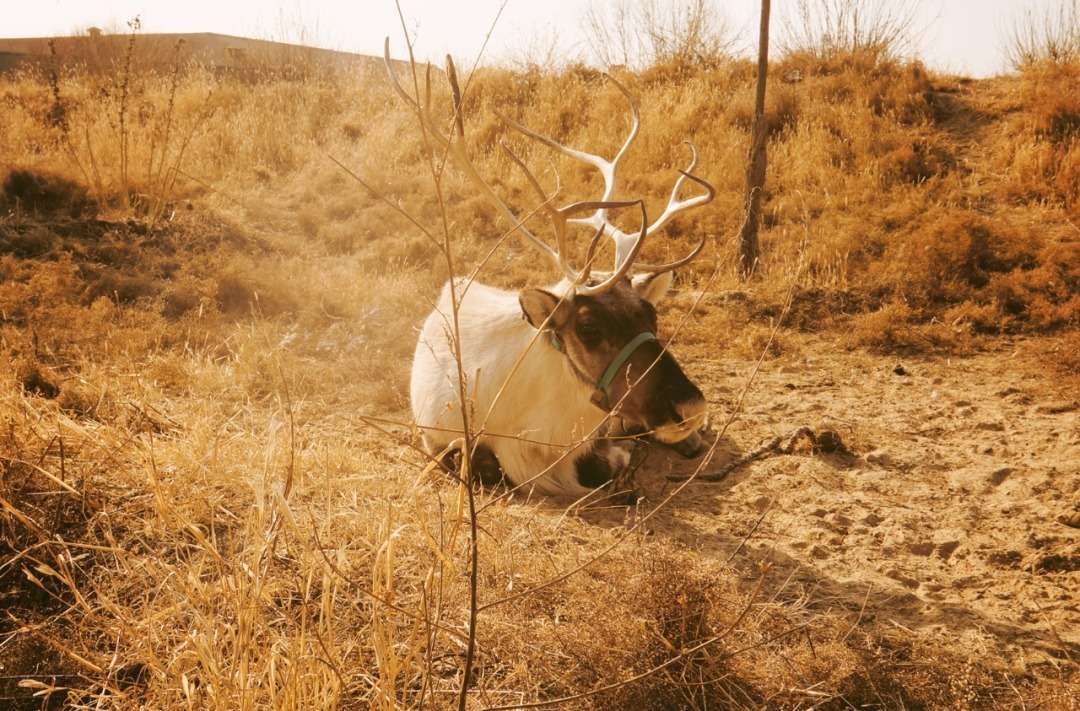 脚踏|一路银川,水洞沟遗址脚踏黄土来,机关四起藏兵洞
