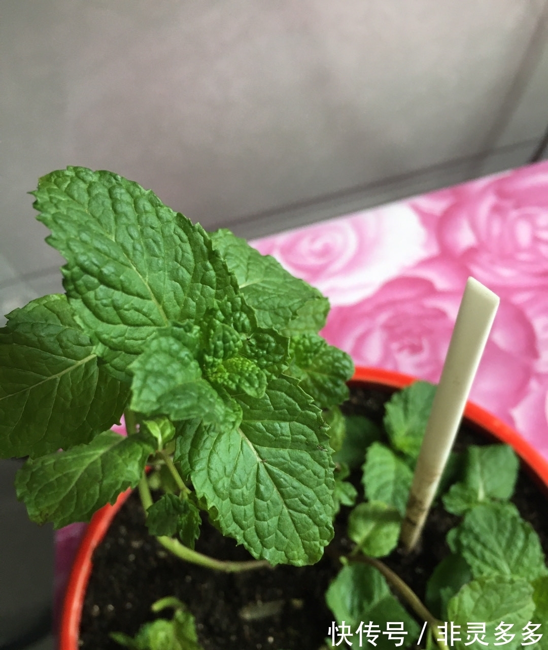 被低估的“三种花”，叶片自带香气，家里摆一盆，家人更健康