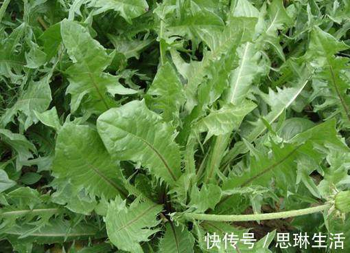 抗衰老野菜|女人不想老得快,脸上长满皱纹,3种野菜,美容养颜,抗衰老