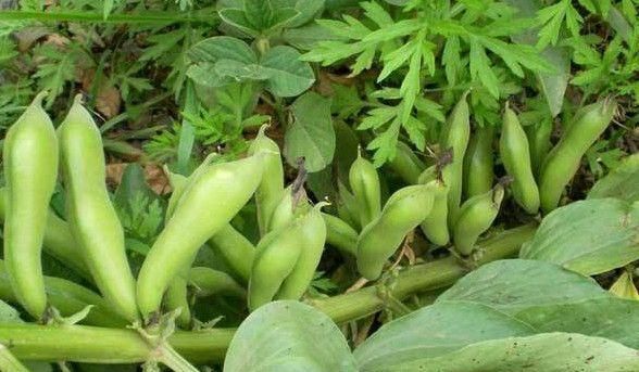 湿气的“死对头”, 每天吃上两口, 湿气排干净, 大肚腩也平了