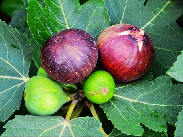 淋巴肉瘤|无花果太厉害了！会用的人简直是捡到宝了，快来和我一起看看吧