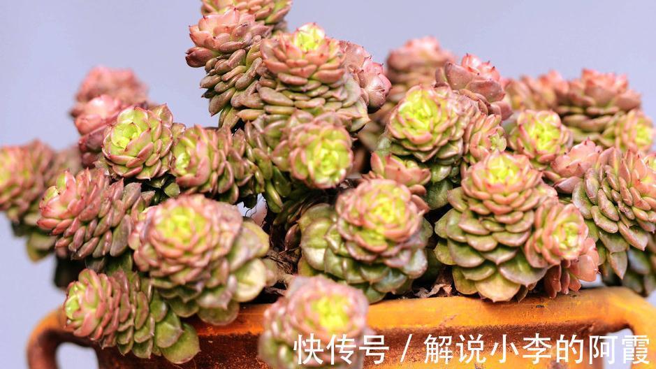 导致多肉植物服盆期死亡的六大勤快行为,看看你有吗