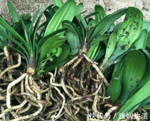 君子兰换盆的时间，养了这么多年，换盆时间终于选对了