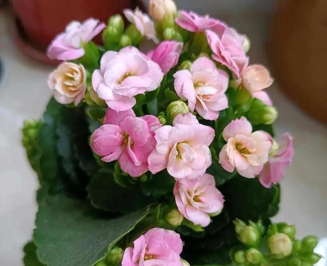 学会长寿花的一个养护秘诀,花苞花朵一起长,开花到年后