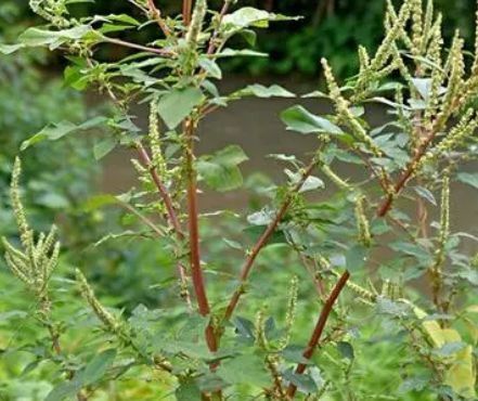 形似大葱，味道像苋菜，常常被忽略