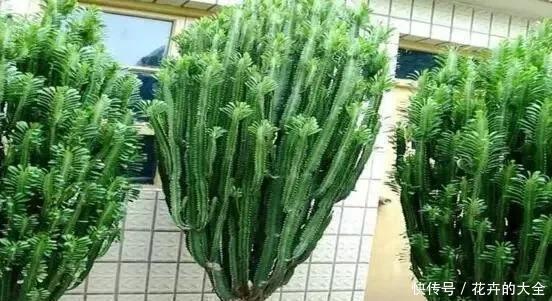 叶片|客厅养上“3种花”,大气又美观,关键“旺财又养人”,值得养2盆