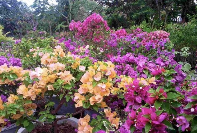 三角梅在花期“开花少”,将“4点”把握好,开花99朵,变花树!