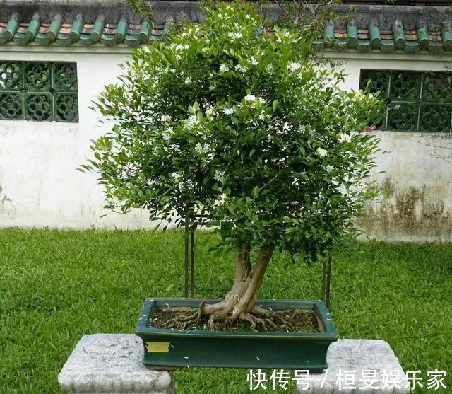 阳台养一盆它，比桂花栀子花还香，教你“3招”，长成盆景开满花