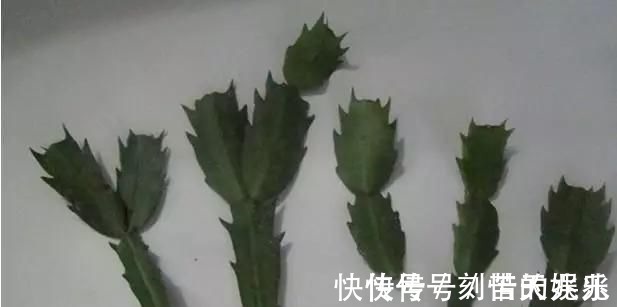 养花爱好者看过来这15种花现在“扦插”,生根快,一个周就长芽