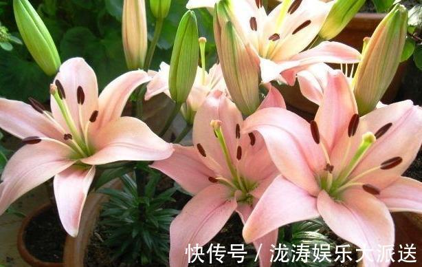 浇花|此种“开花水”，浇花很灵，花苞呼呼冒出来，比激素还管用！