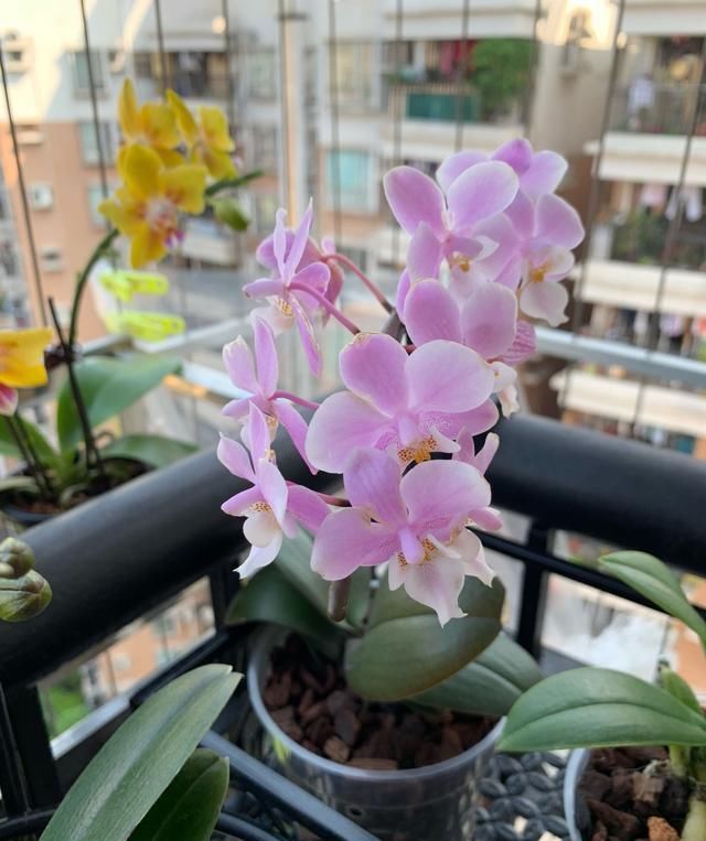 耐阴的吉祥兰,花开奇特,还有顶级的香味