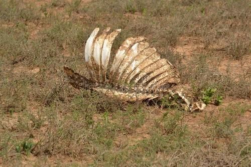 氧气真是越多越好？如果地球上全是氧气会怎样？科学家：会很可怕