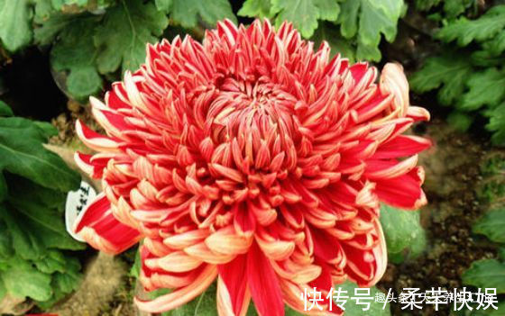 菊花|喜欢菊花就选“徐妃醉妆”，花姿优美，娇艳欲滴，观赏性价值极高