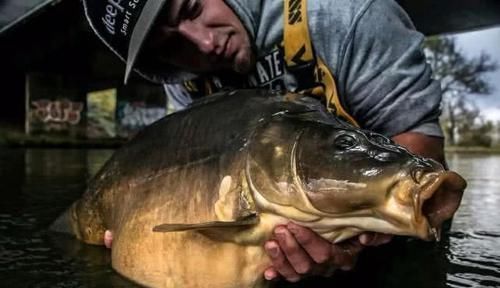 在欧洲钓鲤鱼是一项非常高大上的运动,一套装备要几干欧