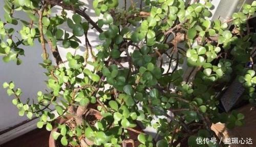 聪明人养花就养3种,可镇宅招财、有益健康,养护也省心