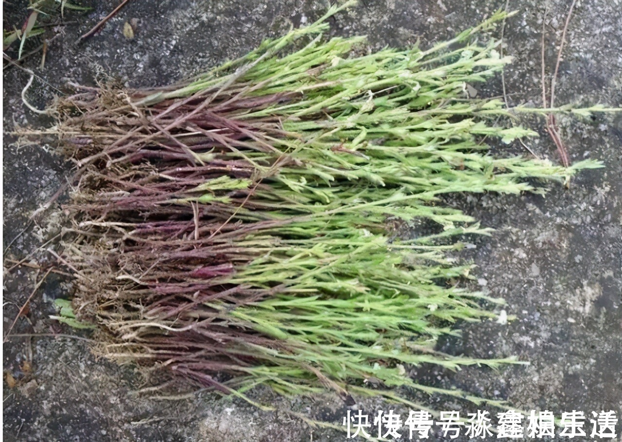 坟头|农村有一“野草”,专挑坟头生长,晒干后用来卖,价值胜过黄金