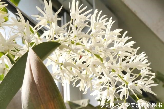 中年|“共同战疫,线上游园”第十期——“宅”在展览温室二中的花儿们!