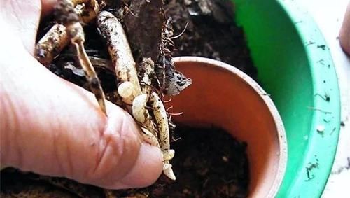 东西|花盆里出现这东西,赶紧翻盆换土,不然花卉易黄叶烂根,别忽视