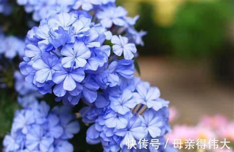 养花试试这几款，花开繁茂，避免暴晒引起花朵衰败