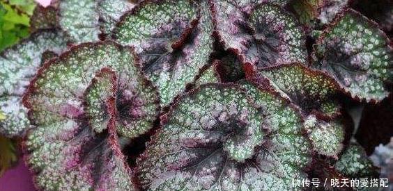  多样|浇水方法很多样！这三种花浇水不要浇叶片，不然烂叶找上门！