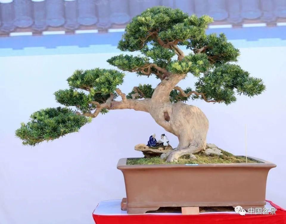 观赏价值|这两种盆景能当传家宝,被爱好者当“心头肉”