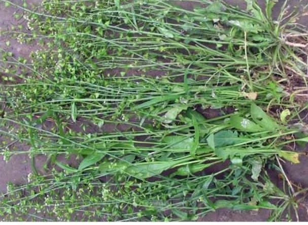 驱蚊虫|农村有种野草，煮鸡蛋吃了治头晕，还是驱蚊虫好帮手，网友不错