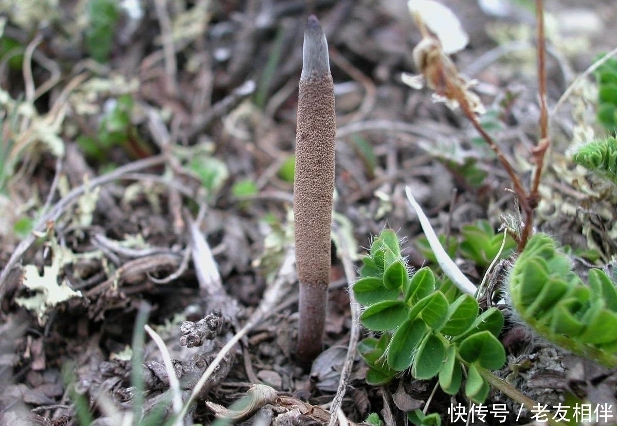 补肾|富人吃虫草,穷人只吃它,补肾强身,10斤虫草都不换