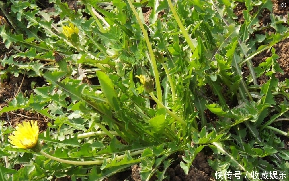 毒素|蒲公英加1物泡水喝给血管“洗个澡”,毒素垃圾“绕道行”!贼棒