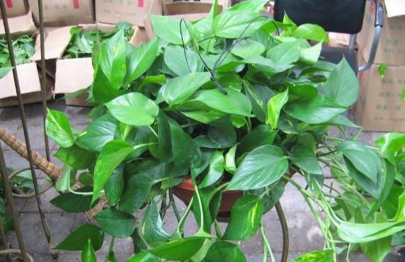 在此说说，多年养花使用过的“浇水”方法