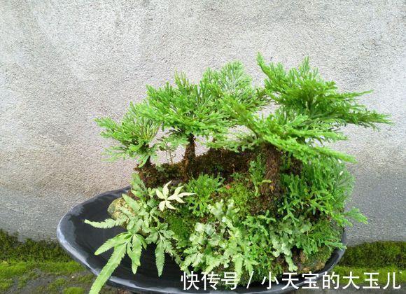 这五种盆栽，除了第二种，其他的大多数花友都没养过