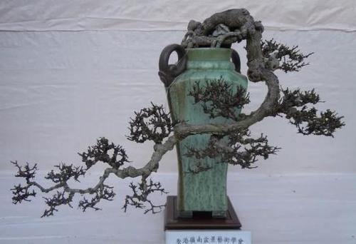 很好辨认的1种藤本植物,别轻易触碰,却是制作盆景的优良素材